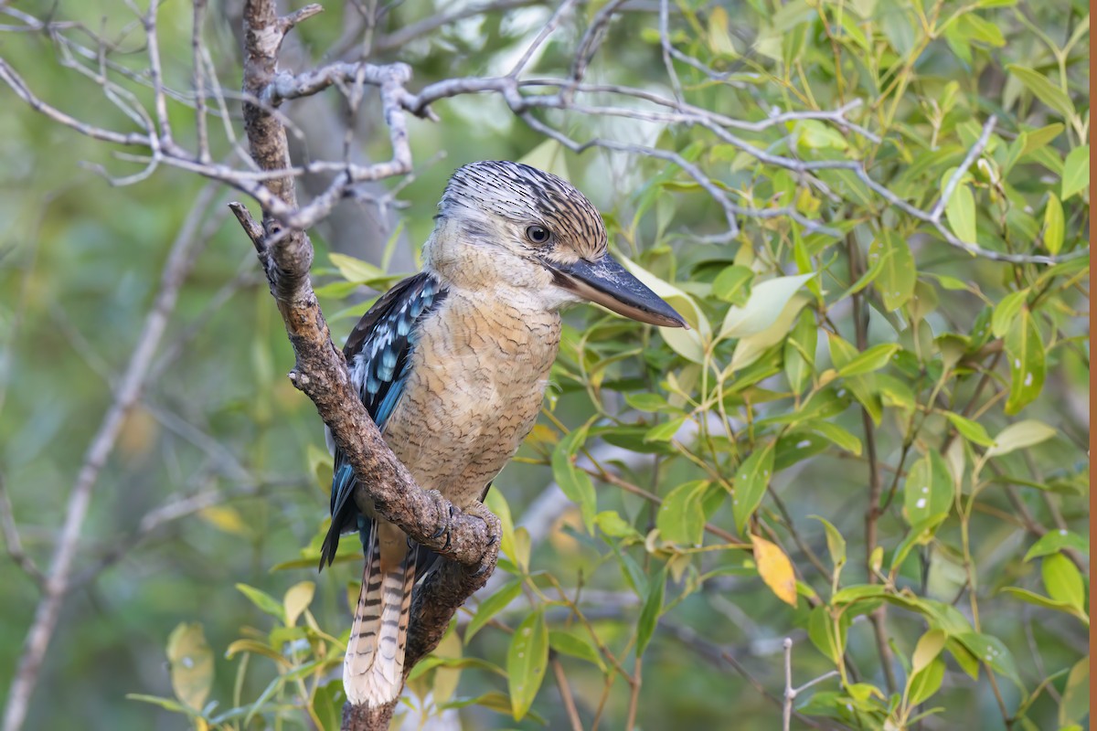 Blue-winged Kookaburra - ML620630197