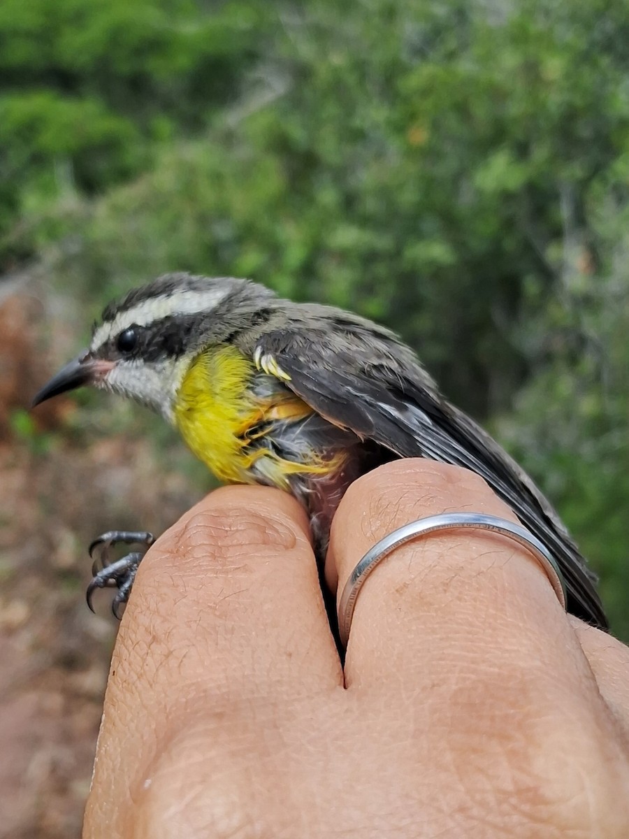 Zuckervogel - ML620630200