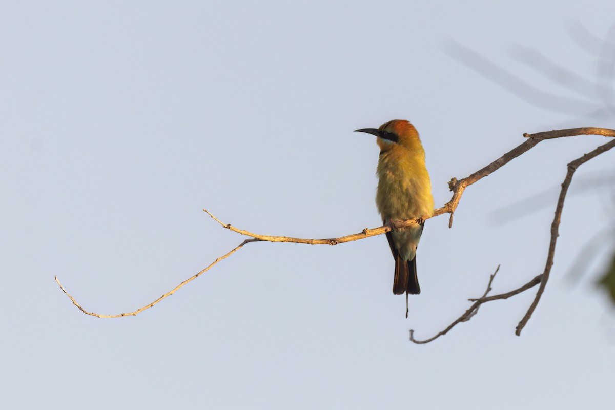 Rainbow Bee-eater - ML620630203