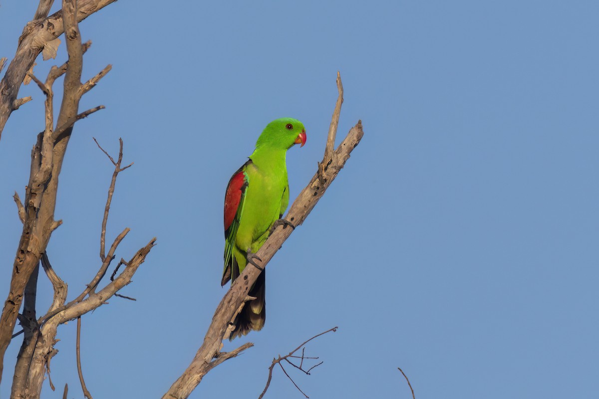 Red-winged Parrot - ML620630205