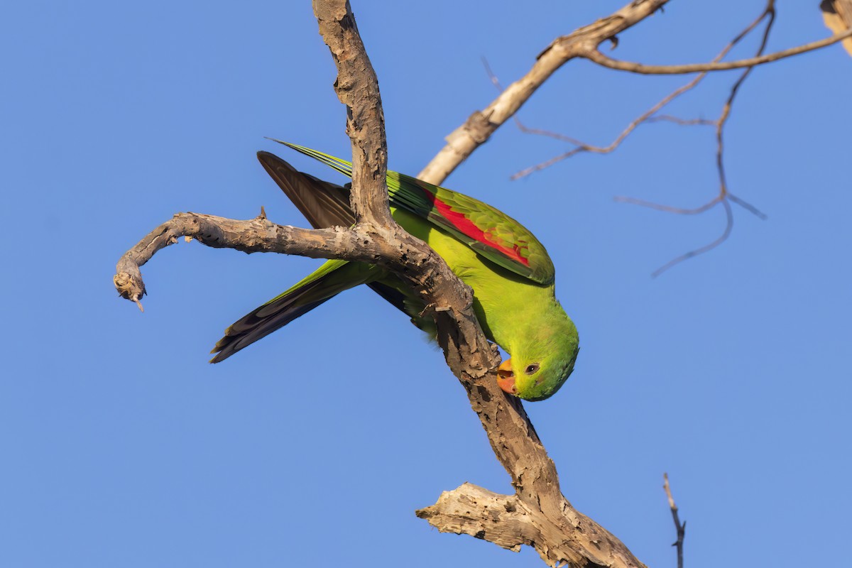 Red-winged Parrot - ML620630206