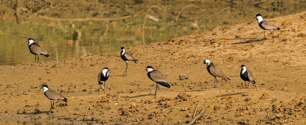 Spur-winged Lapwing - ML620630207