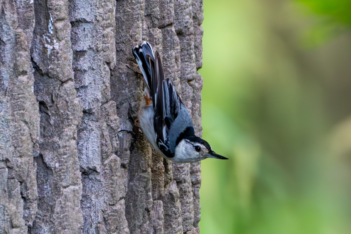 White-breasted Nuthatch - ML620630209