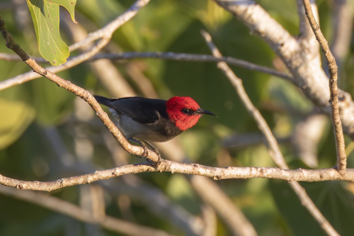 Red-headed Myzomela - ML620630210