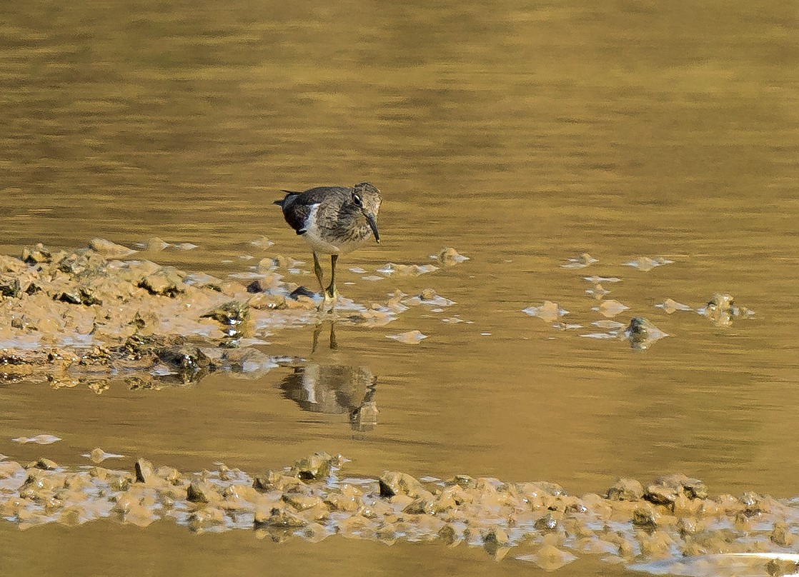 Common Sandpiper - ML620630212