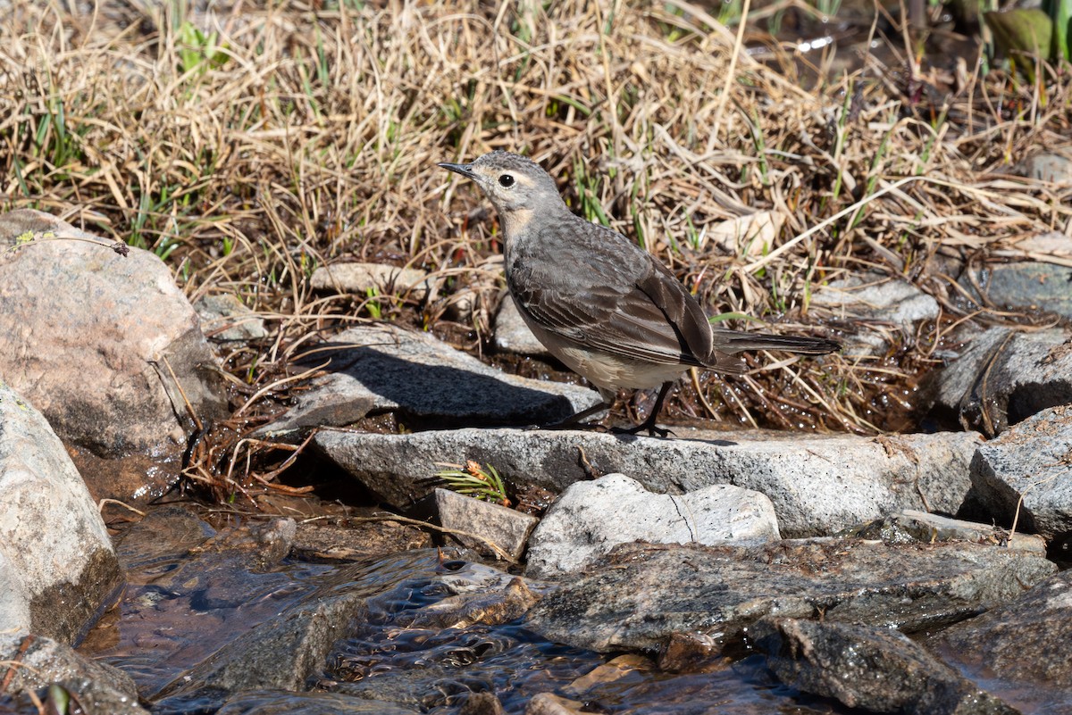 American Pipit - Mike Thompson