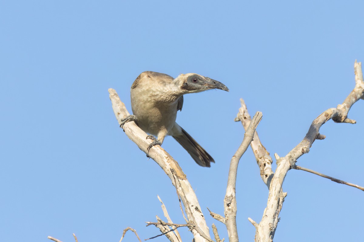 Helmeted Friarbird - ML620630215