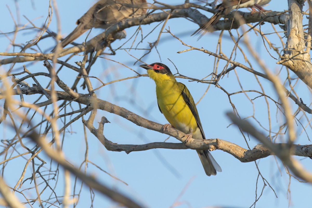 Australasian Figbird - ML620630218