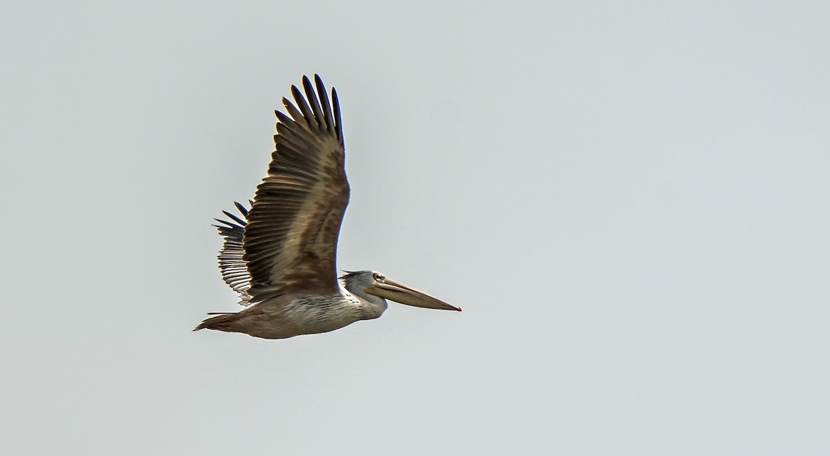 Pink-backed Pelican - ML620630219