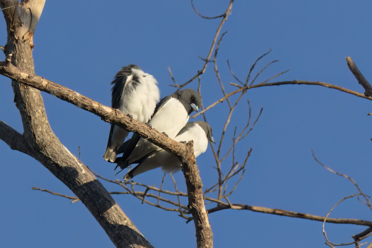 White-breasted Woodswallow - ML620630220