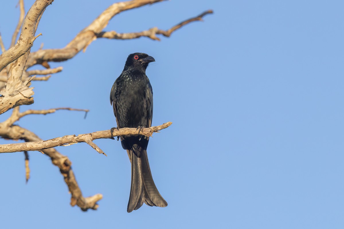 Yıldızlı Drongo - ML620630222