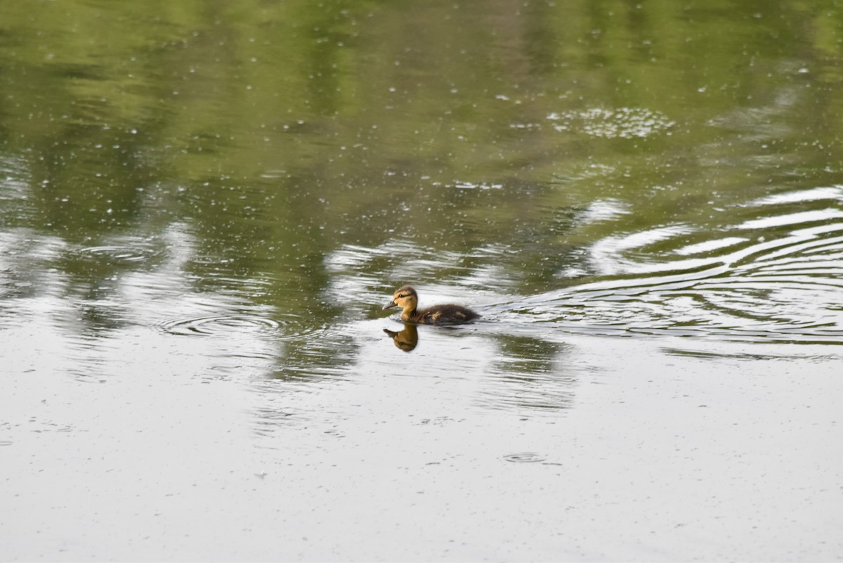 Canard colvert - ML620630223