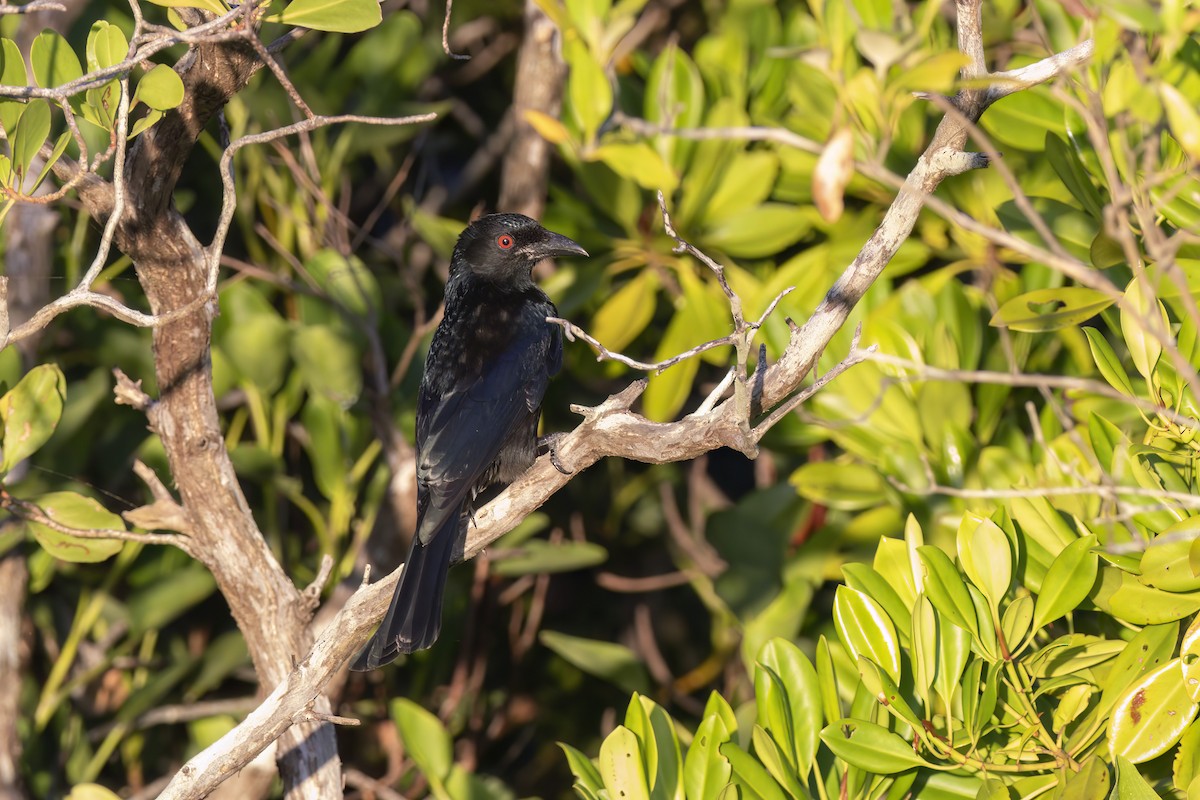 Glanzfleckdrongo - ML620630224