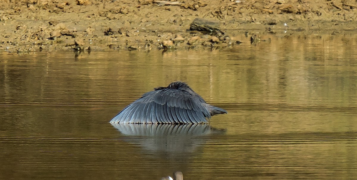 Black Heron - ML620630227