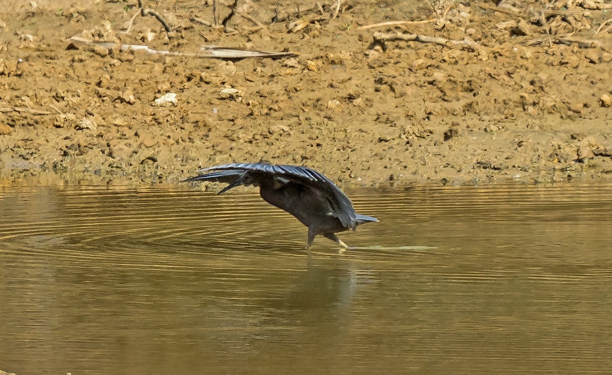 Black Heron - ML620630229