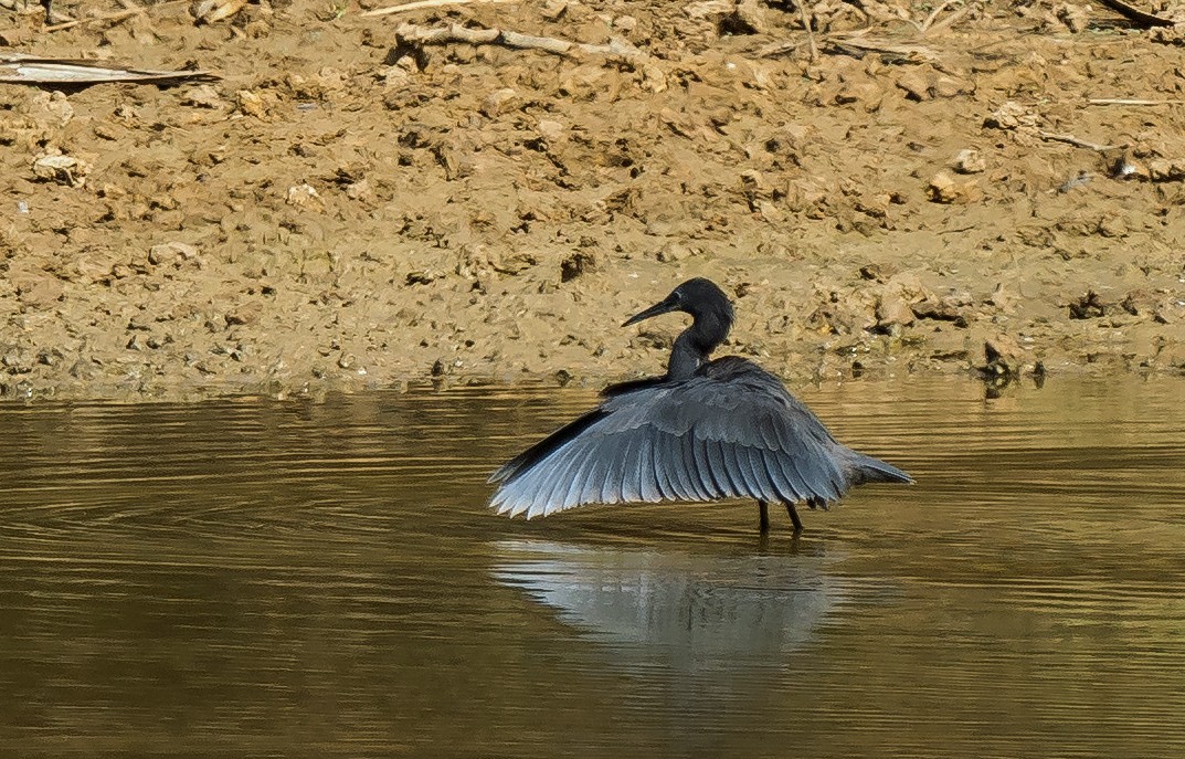 Black Heron - ML620630230