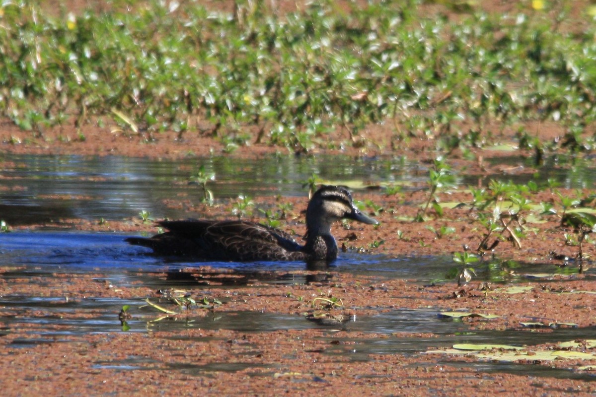 Pacific Black Duck - ML620630232