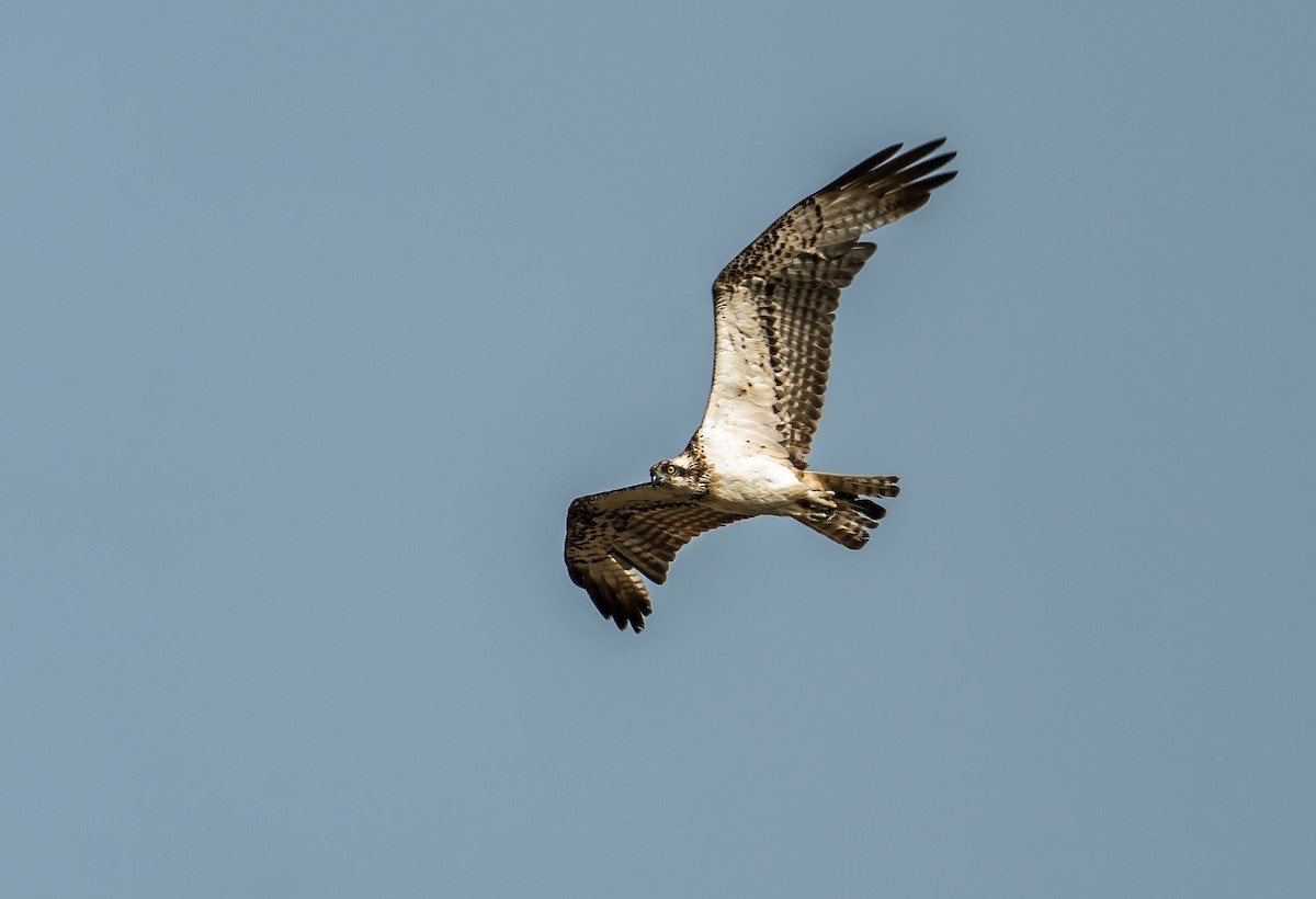 Águila Pescadora - ML620630234