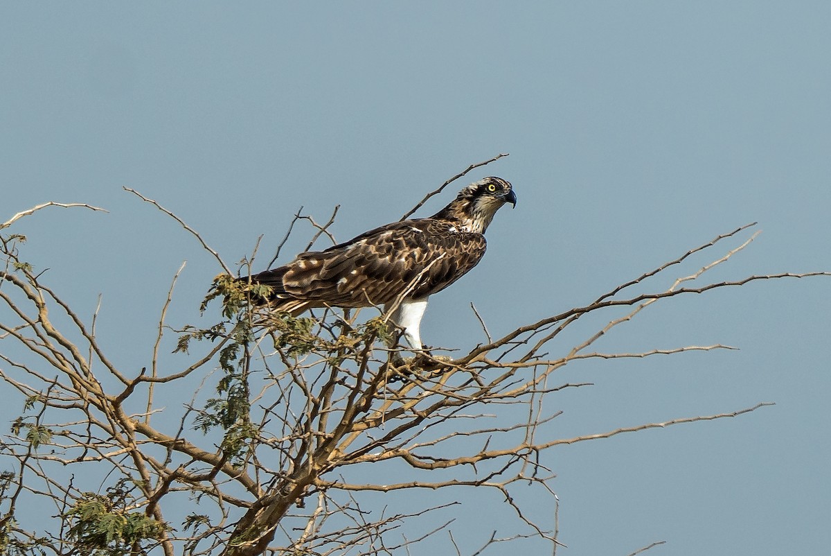 Águila Pescadora - ML620630235