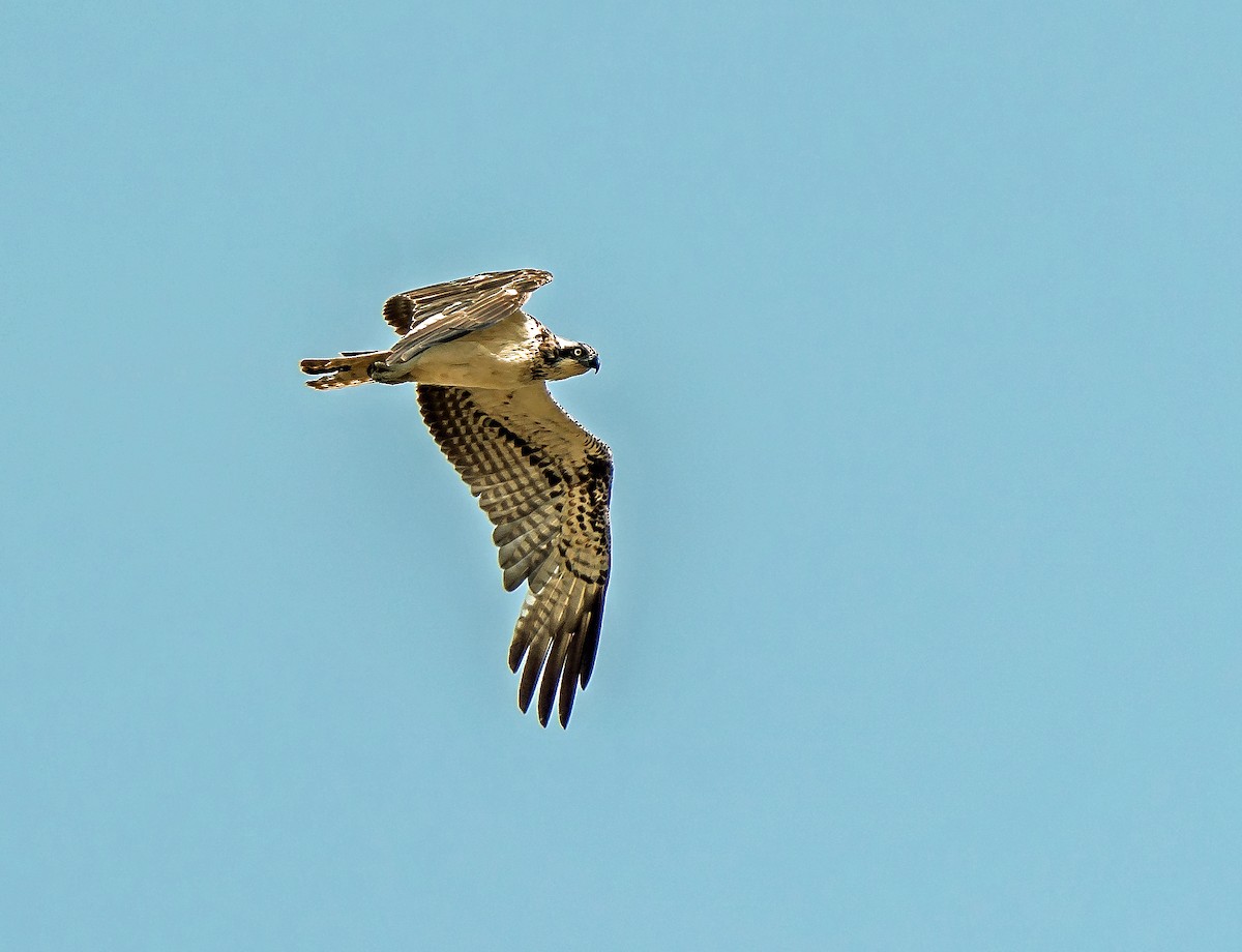 Águila Pescadora - ML620630237