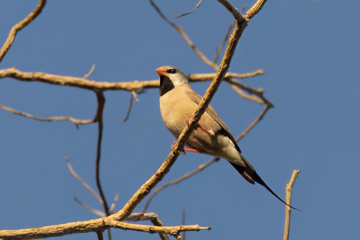 Long-tailed Finch - ML620630238