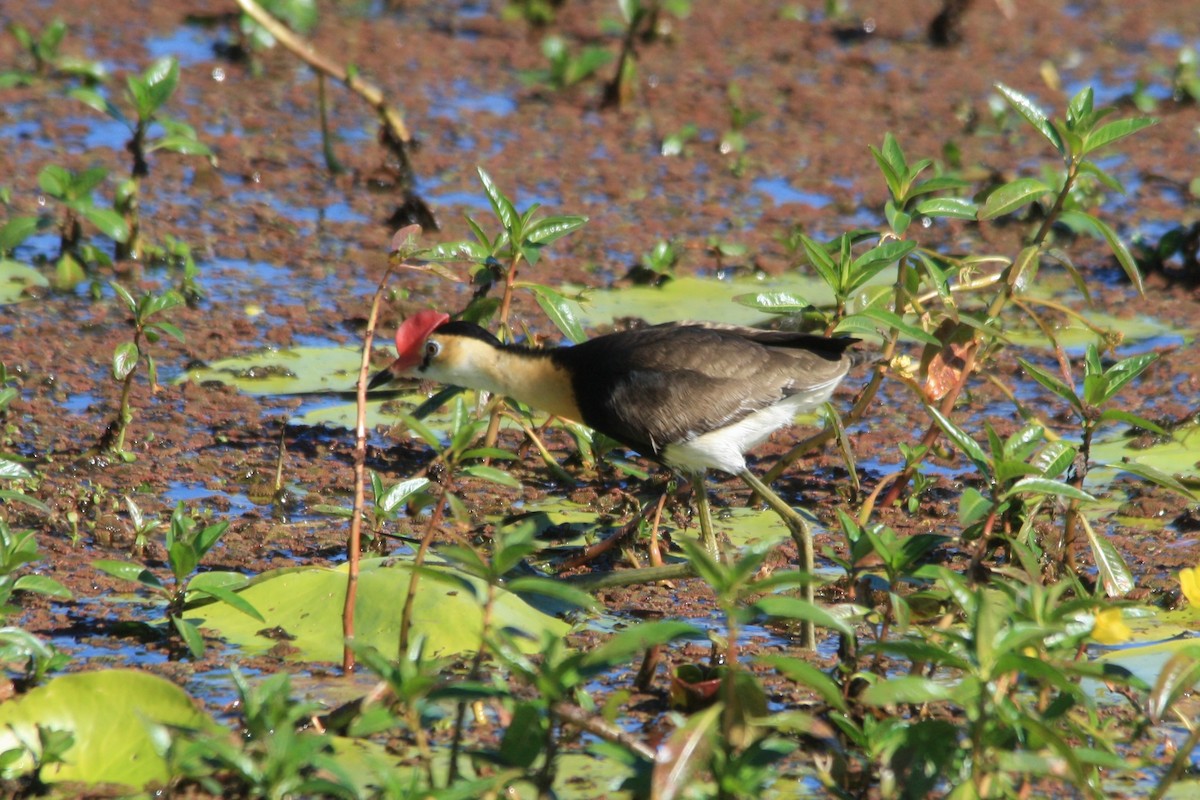 Comb-crested Jacana - ML620630241