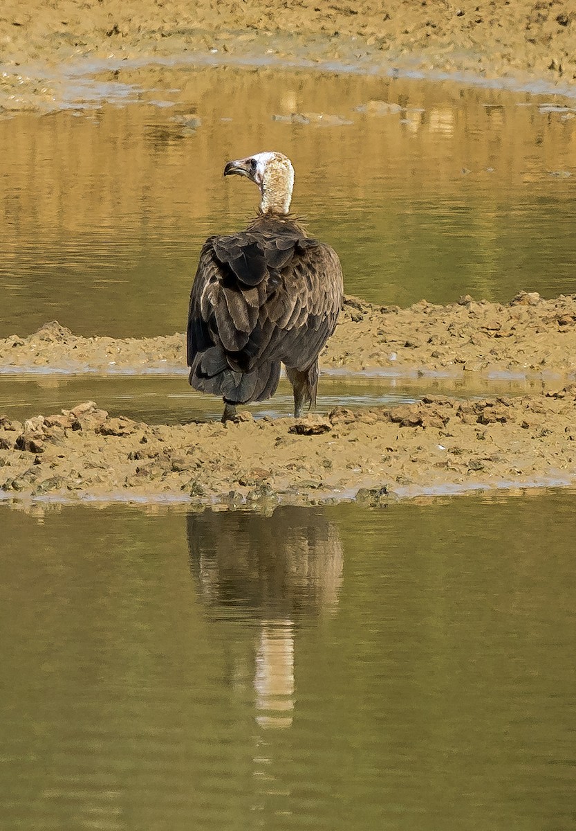 Hooded Vulture - ML620630242