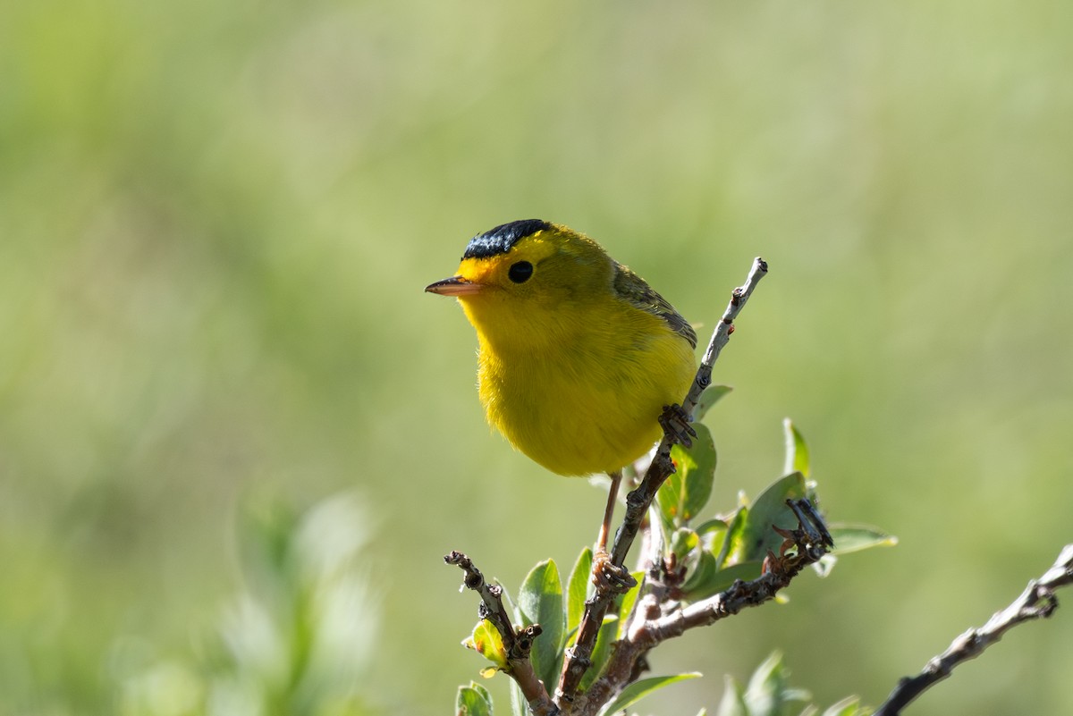 Wilson's Warbler - Mike Thompson