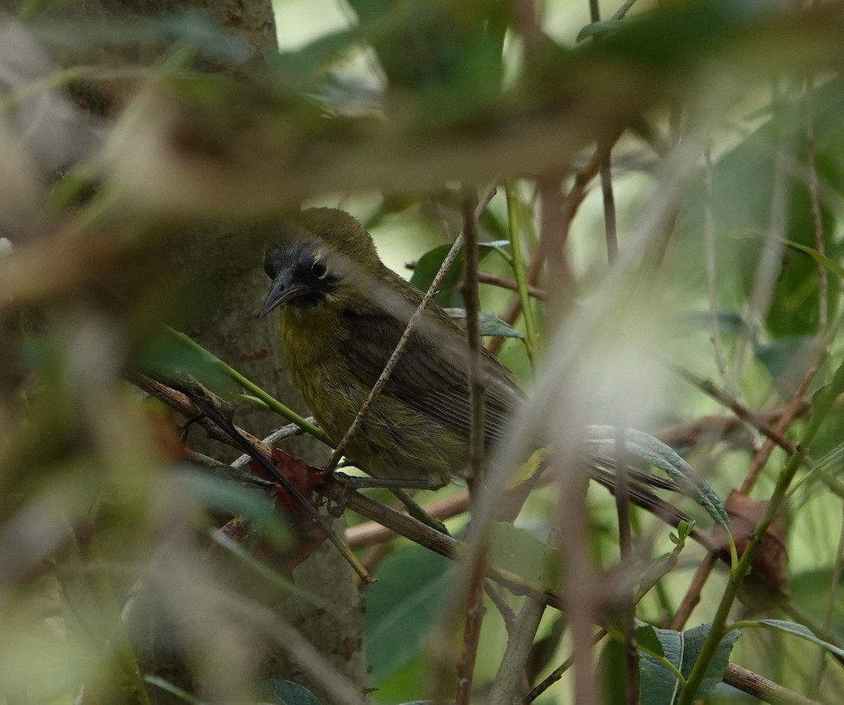 Orange-crowned Warbler - ML620630245