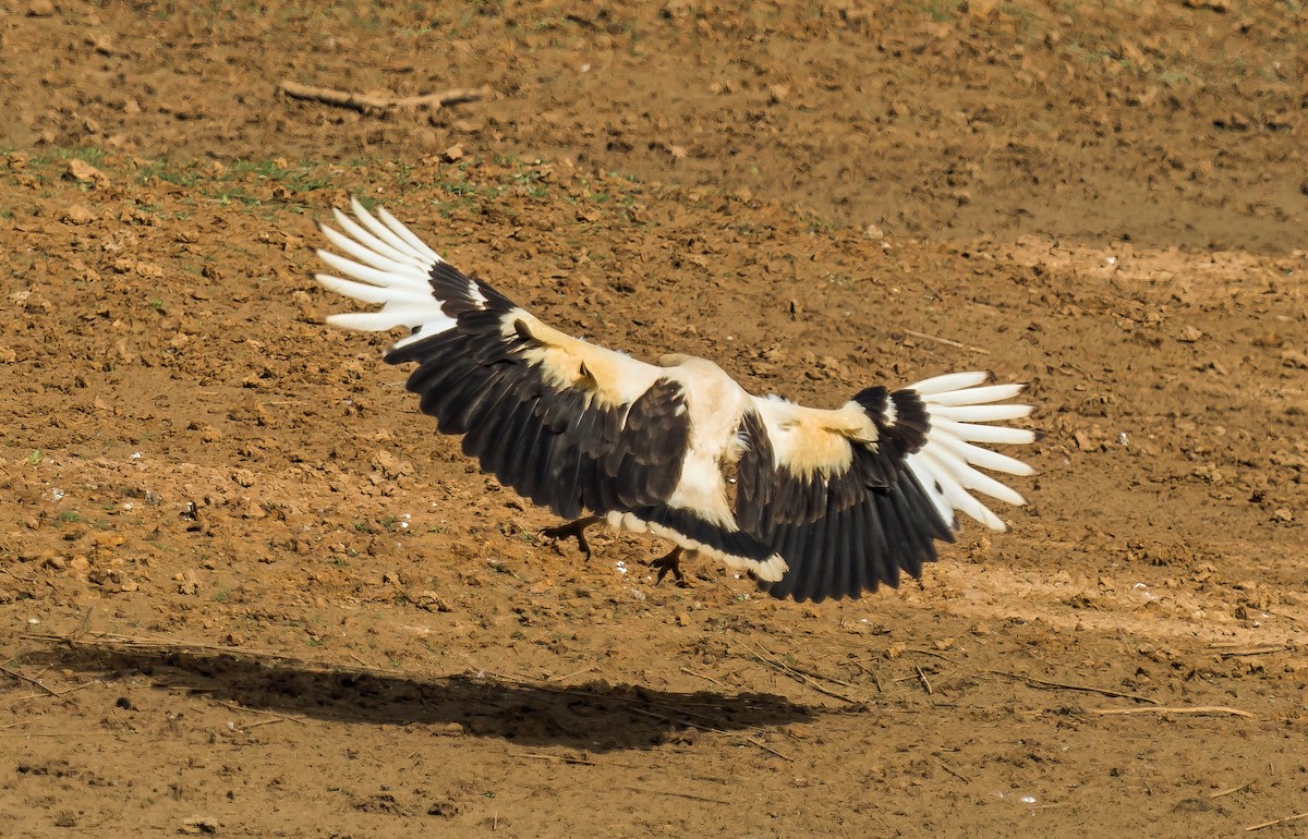 Palm-nut Vulture - ML620630247