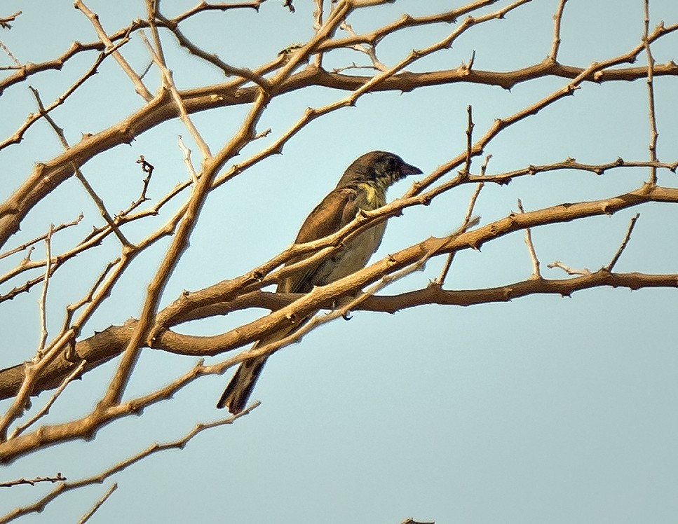 Greater Honeyguide - ML620630254