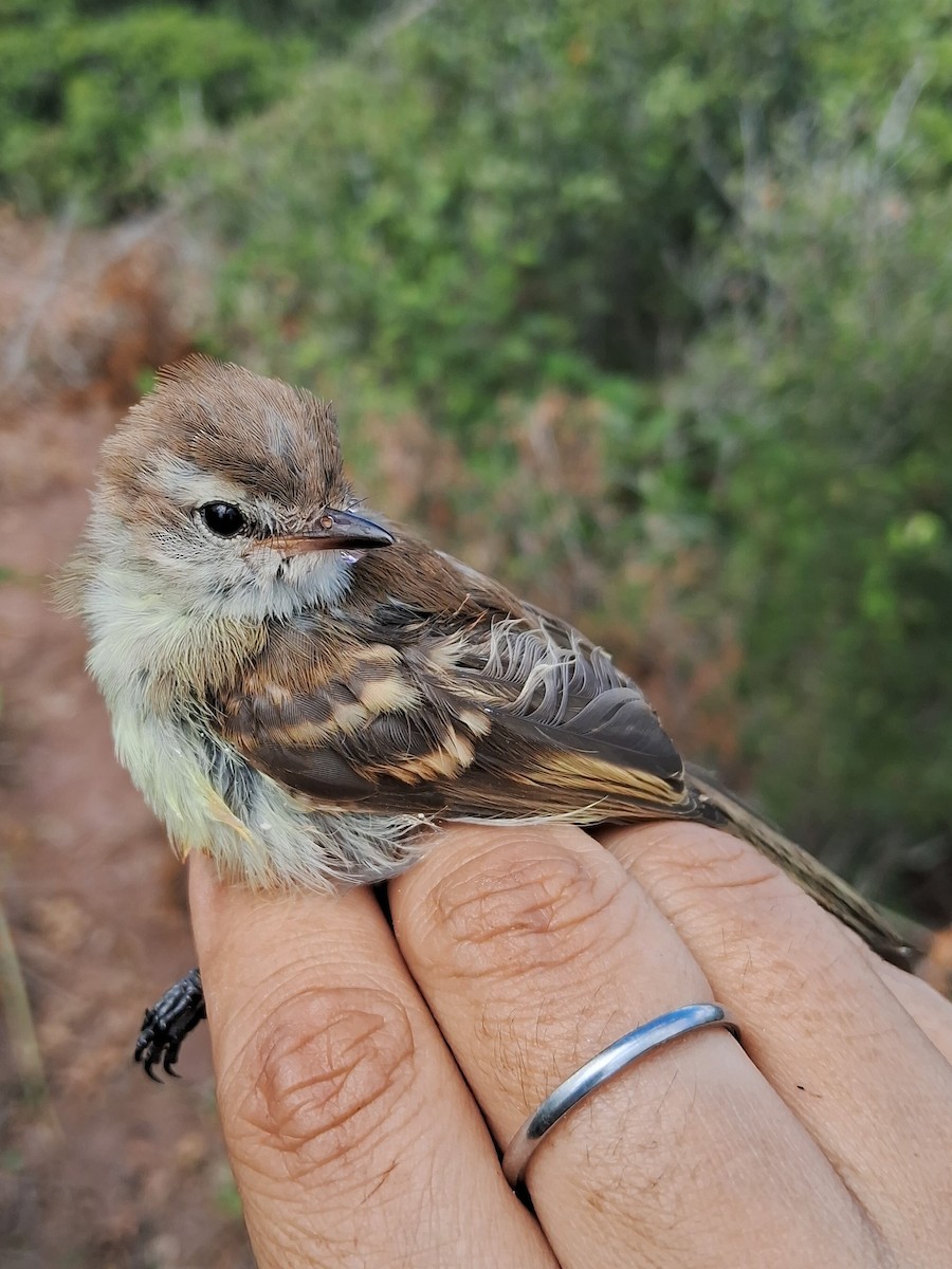 Southern Mouse-colored Tyrannulet - ML620630264