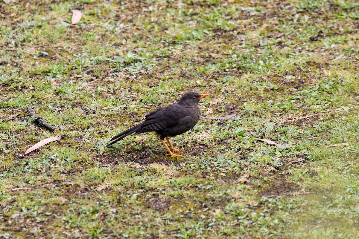 Great Thrush - ML620630265