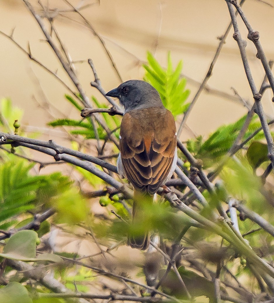 Northern Gray-headed Sparrow - ML620630266