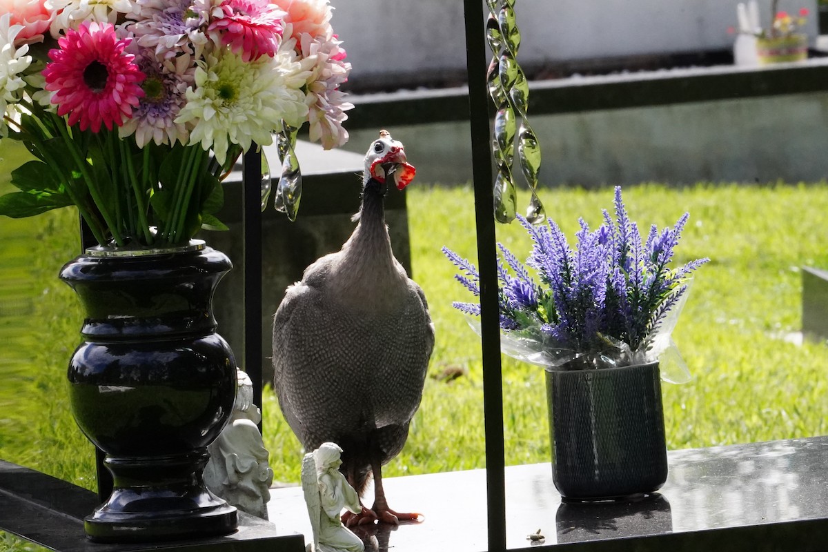 Helmeted Guineafowl (Domestic type) - ML620630277