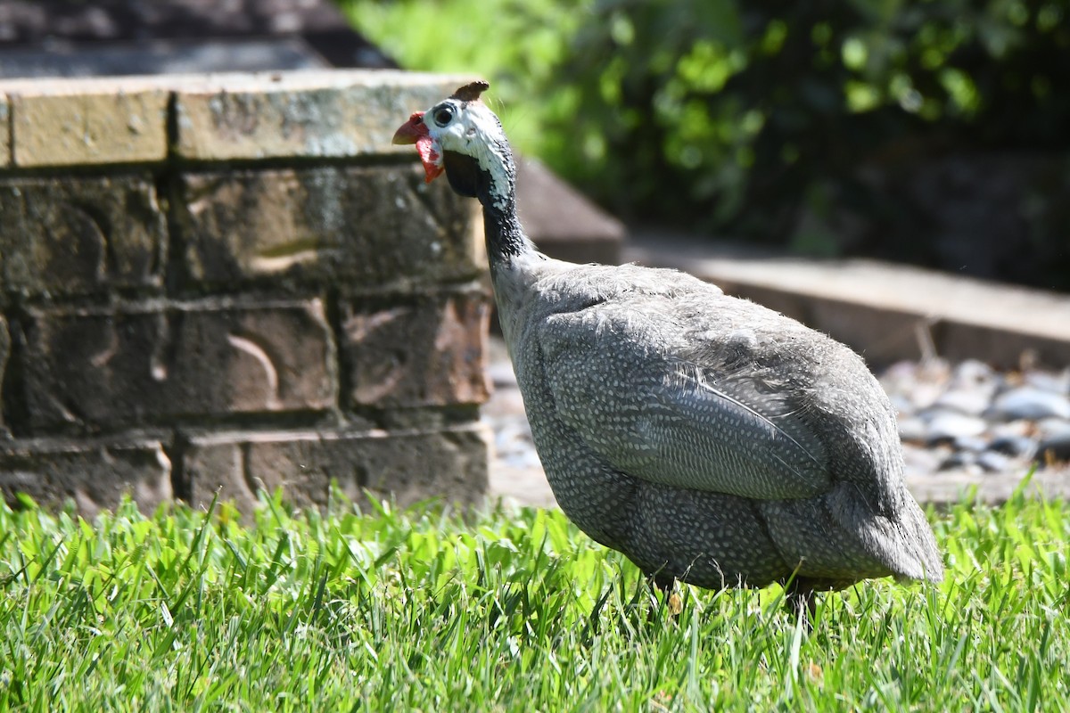 Helmeted Guineafowl (Domestic type) - ML620630278