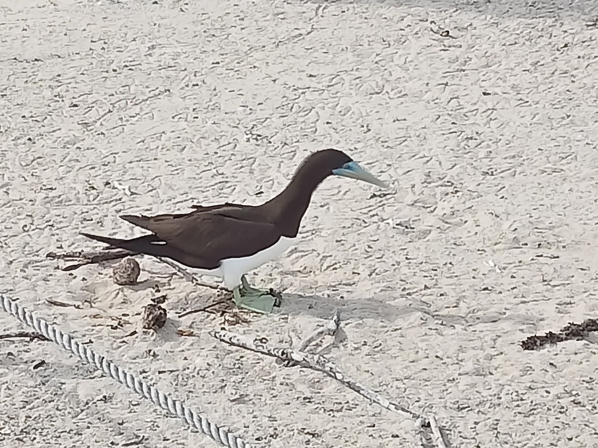 Brown Booby - ML620630281