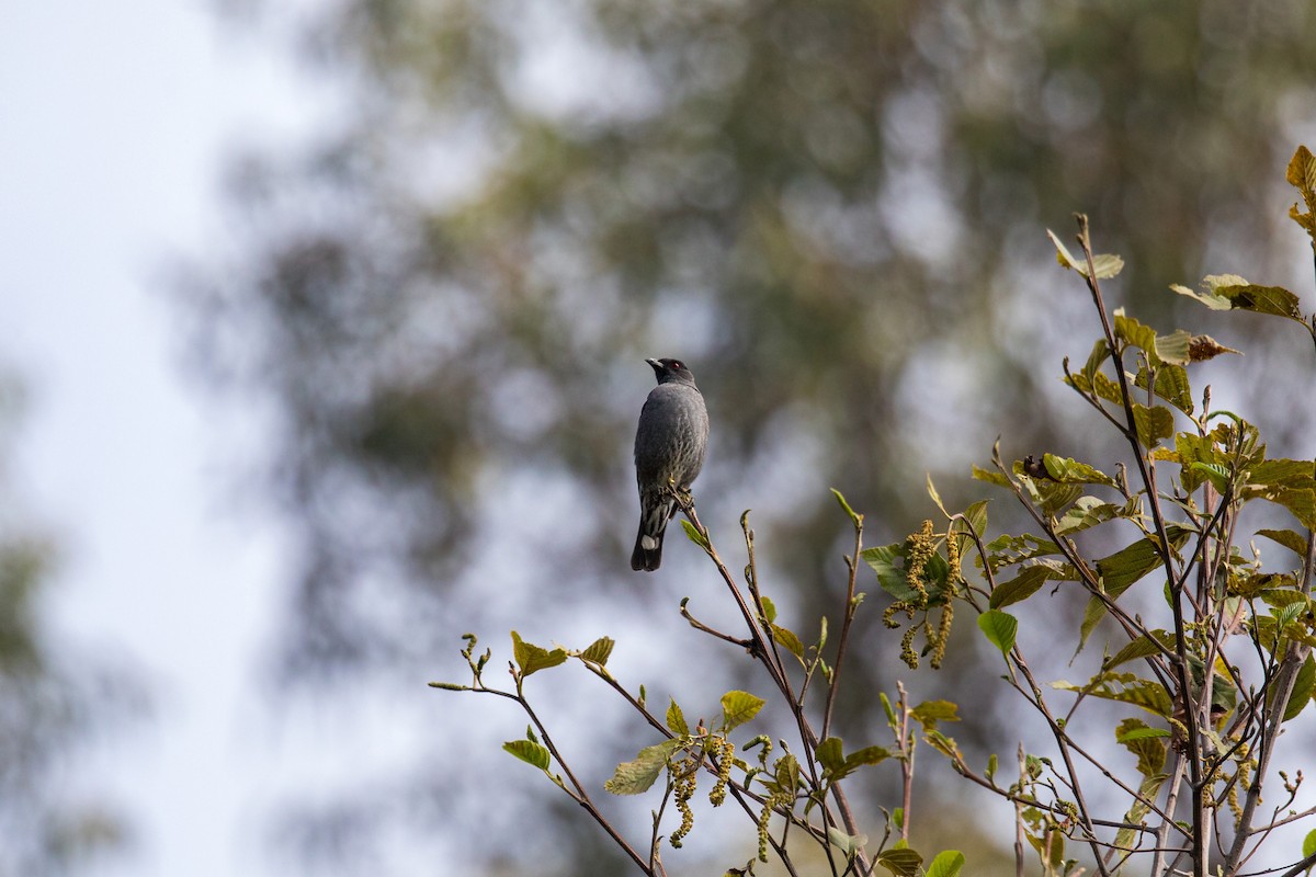 Cotinga à huppe rouge - ML620630284