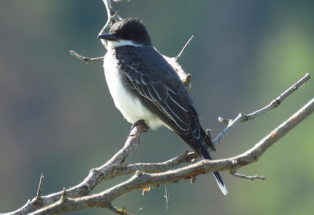 Eastern Kingbird - ML620630285