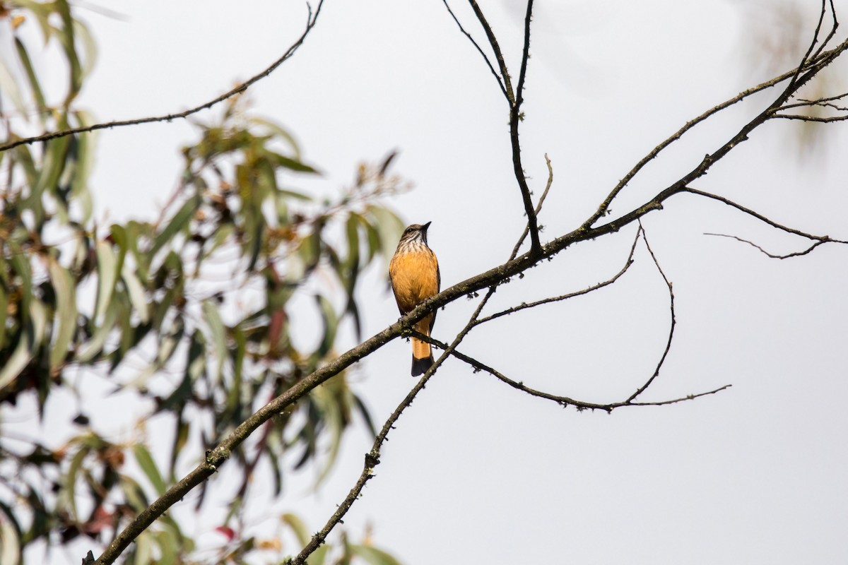 Streak-throated Bush-Tyrant - ML620630286