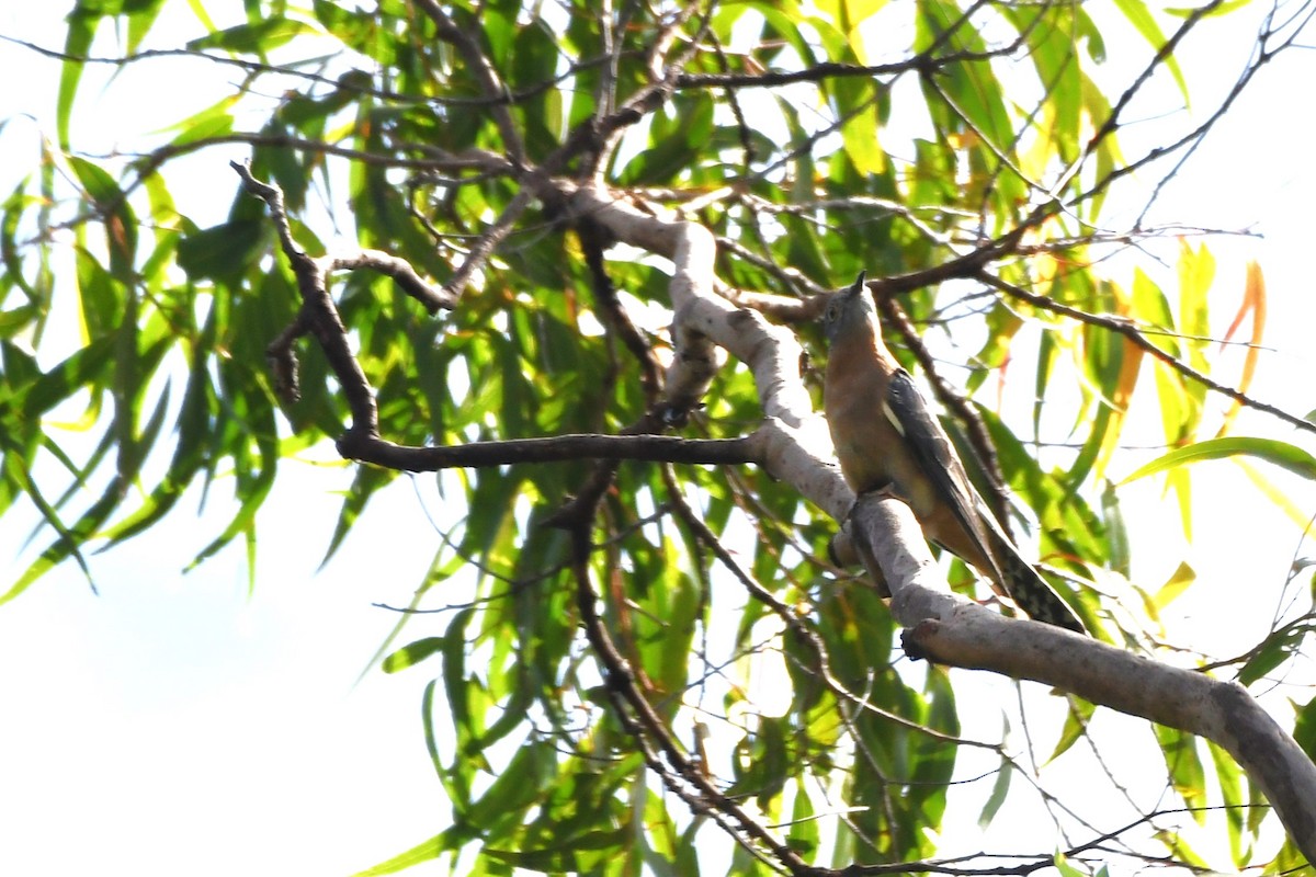 Fan-tailed Cuckoo - ML620630287