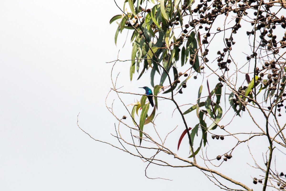 kolibřík modrolící - ML620630289