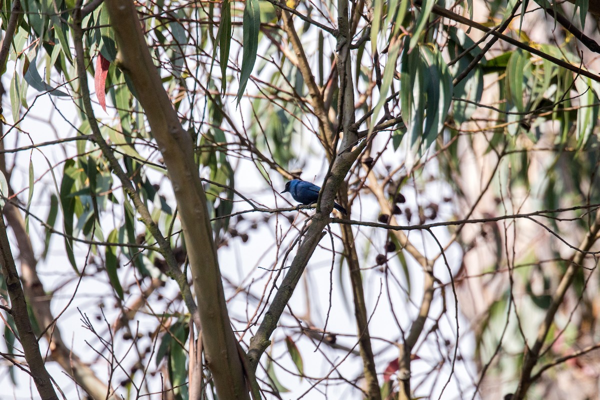 Masked Flowerpiercer - ML620630290