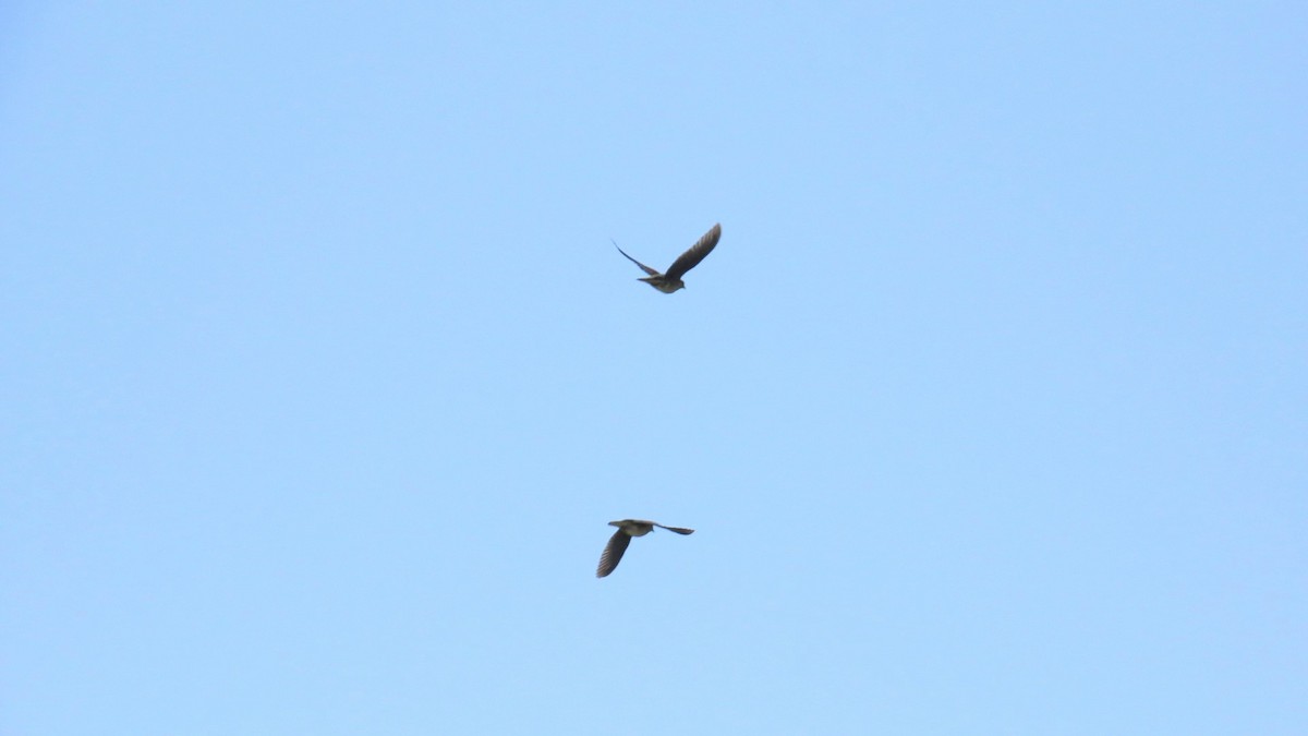 White-bellied Green-Pigeon - ML620630294