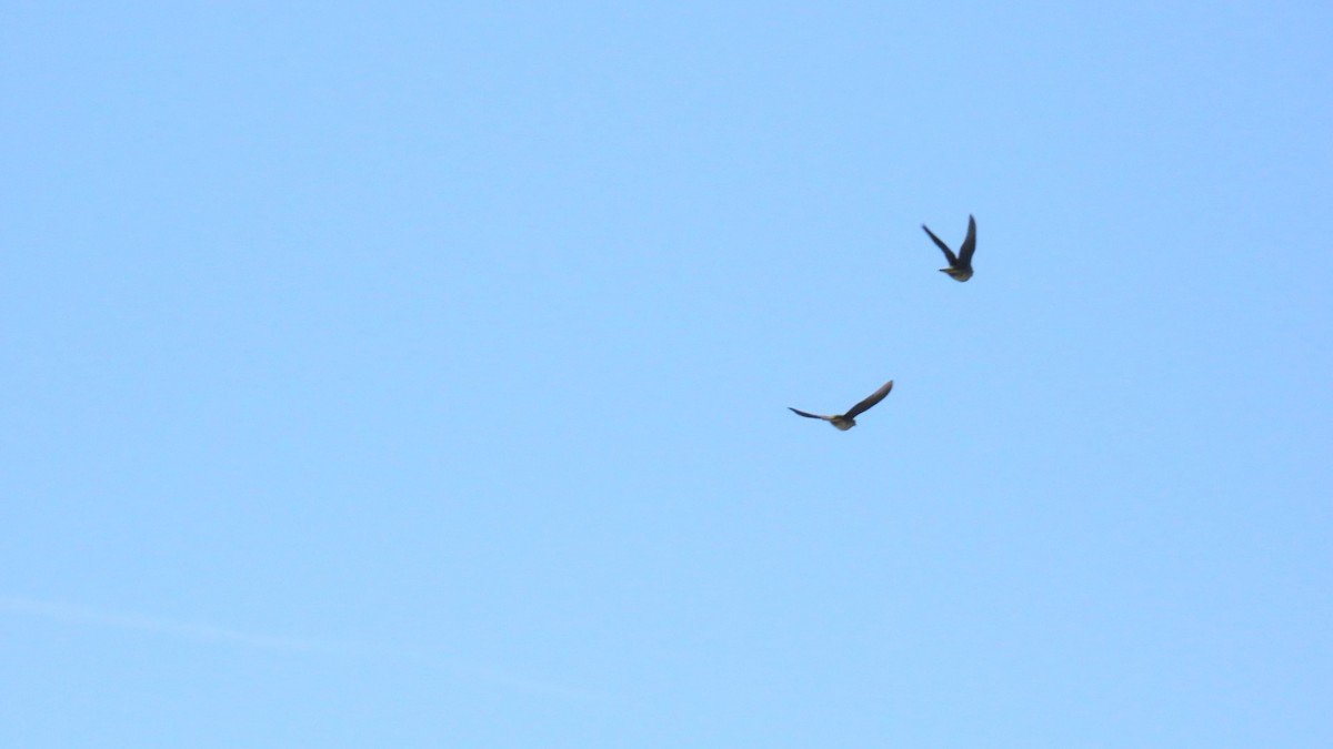 White-bellied Green-Pigeon - ML620630297