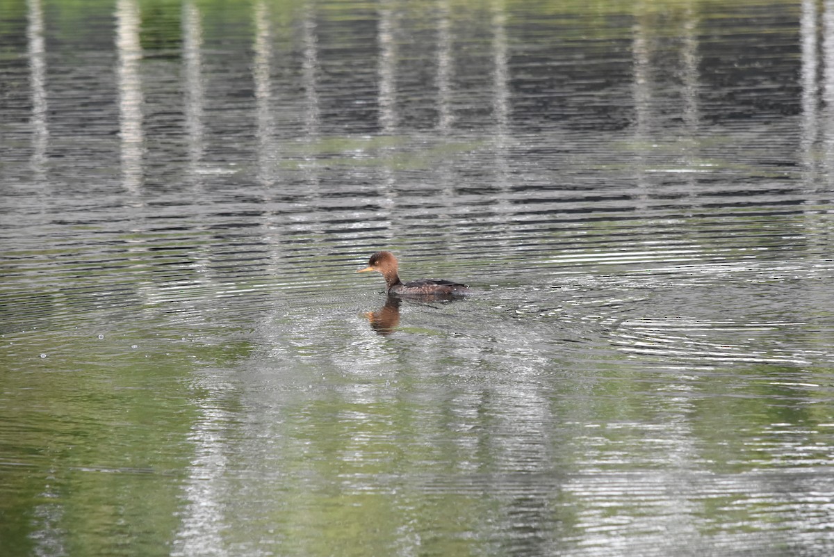 Hooded Merganser - ML620630299