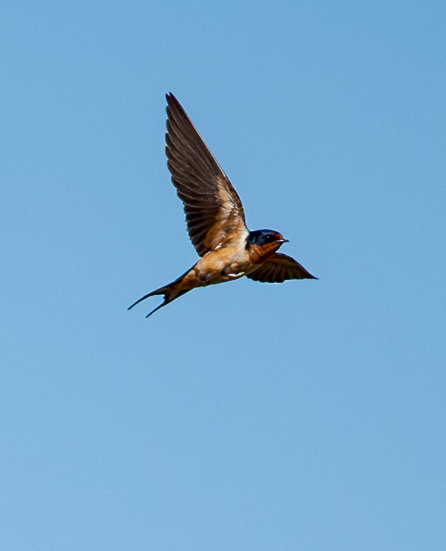 Barn Swallow - ML620630300