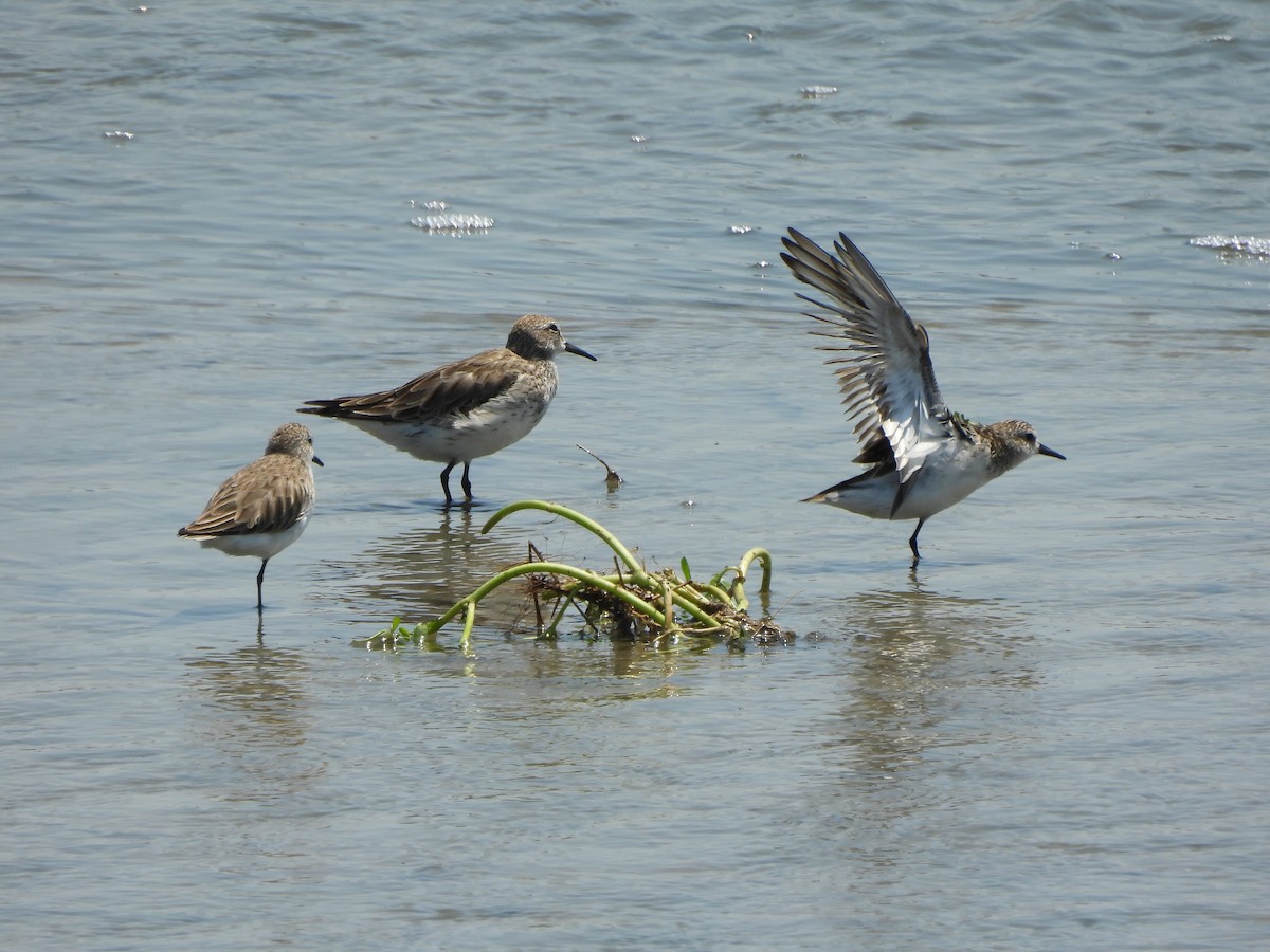 Semipalmated Sandpiper - Tracee Fugate