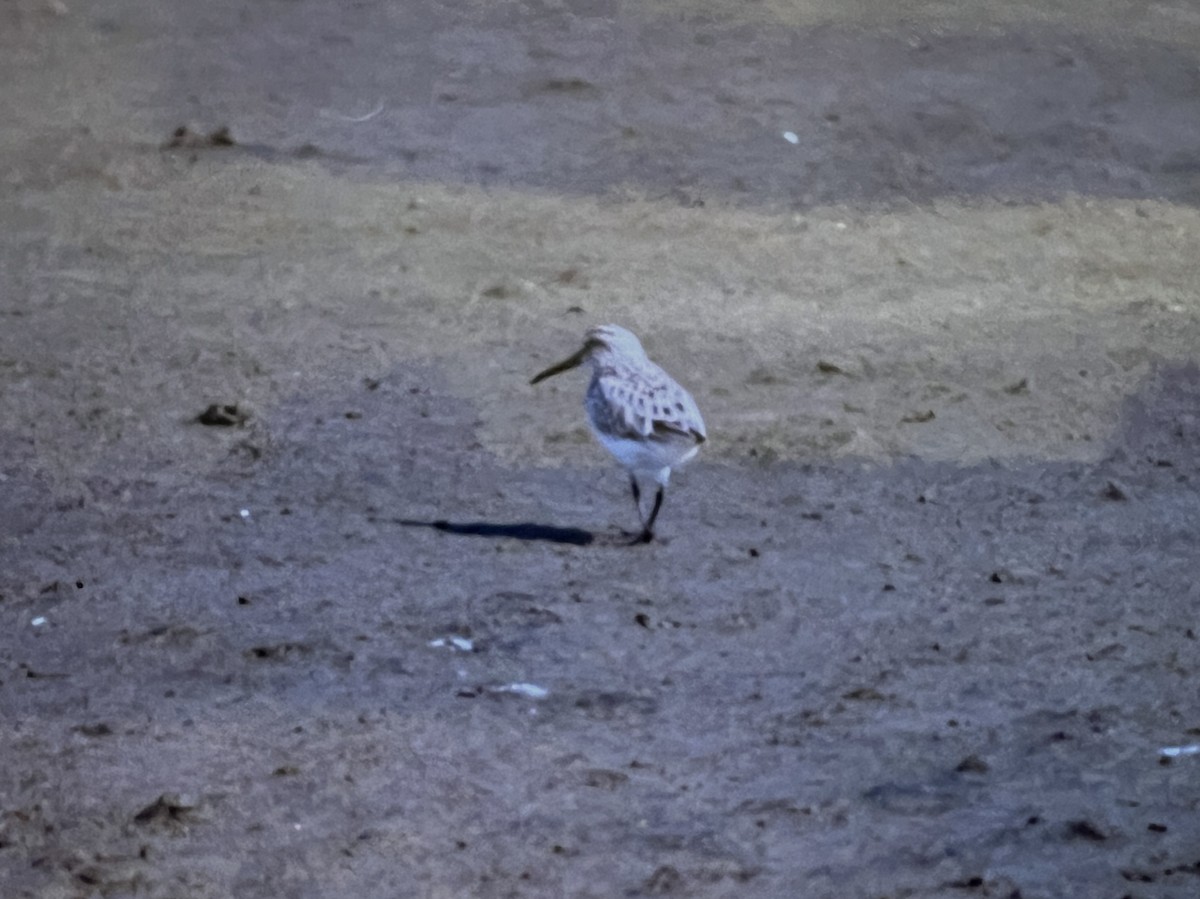 Broad-billed Sandpiper - ML620630304