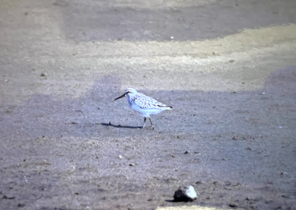 Broad-billed Sandpiper - ML620630306